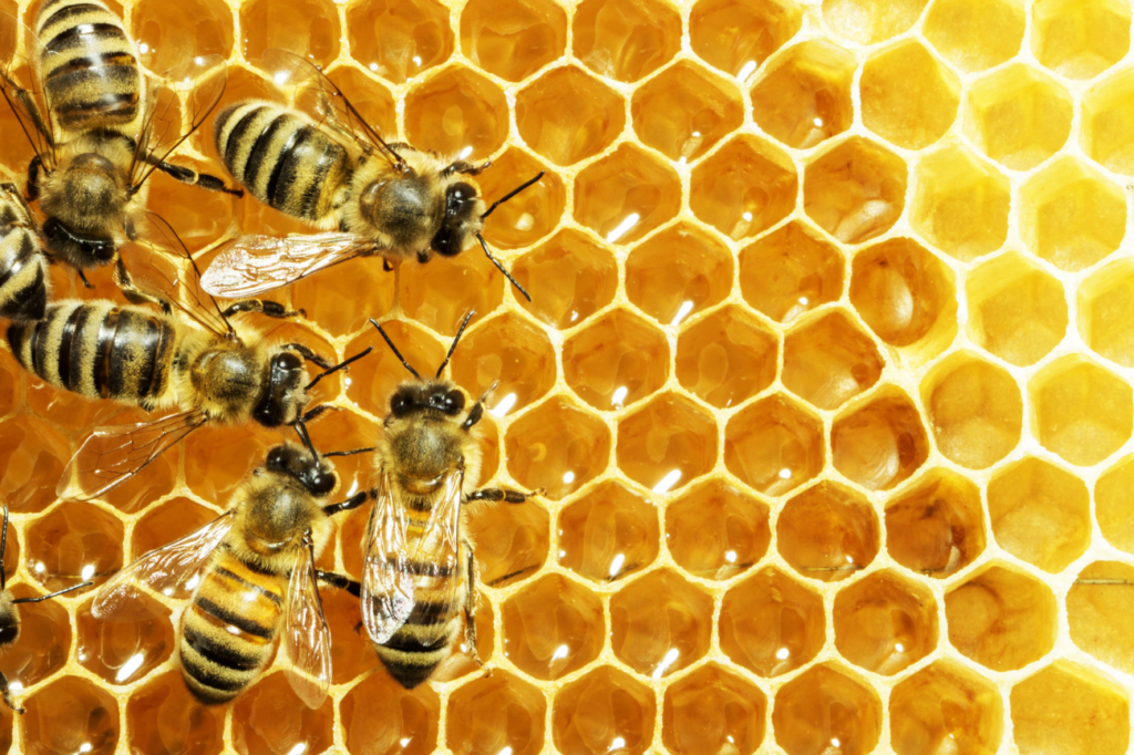 honey_bees