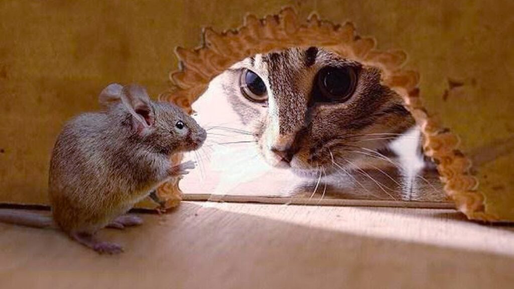 Cybersecurity is a cat and mouse game