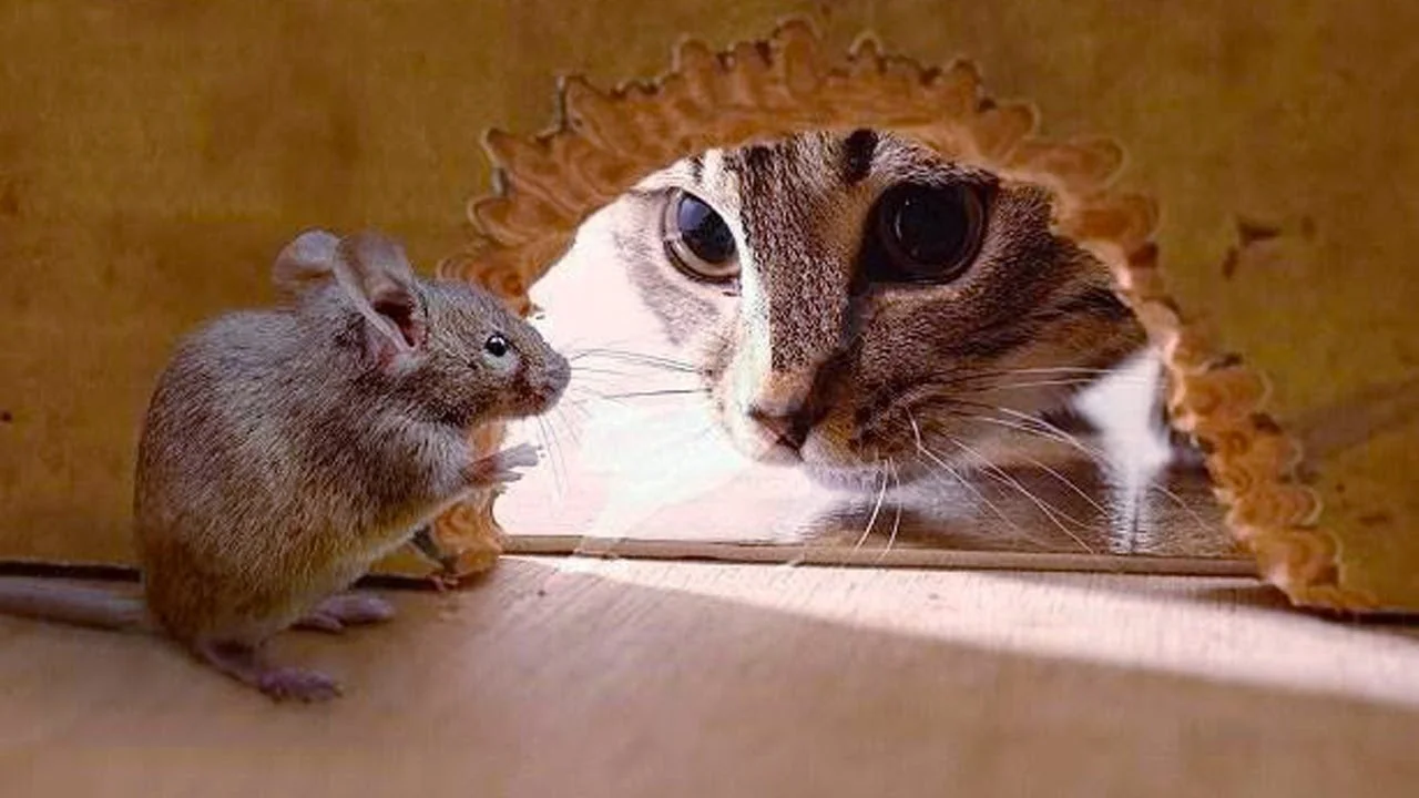Cybersecurity is a cat and mouse game